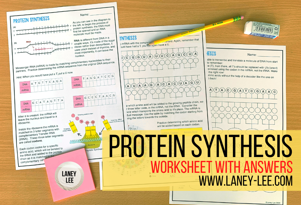 protein synthesis worksheet