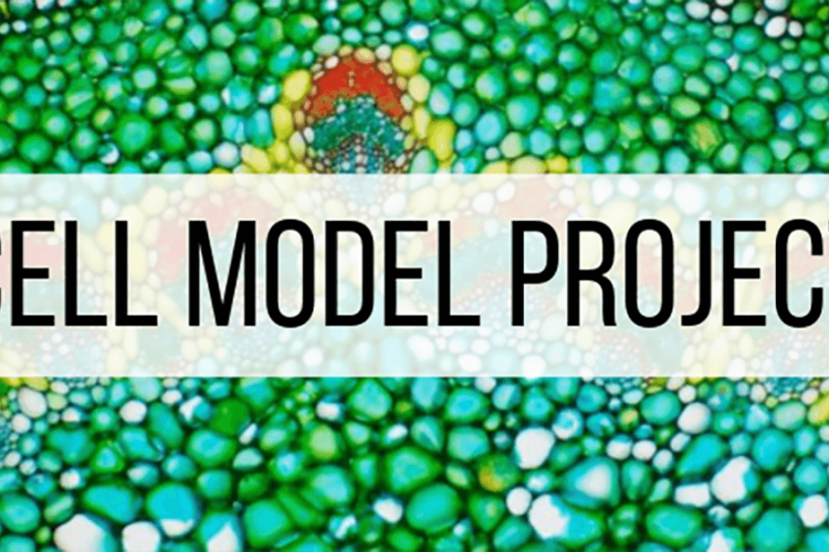 projectideas Archives Laney Lee