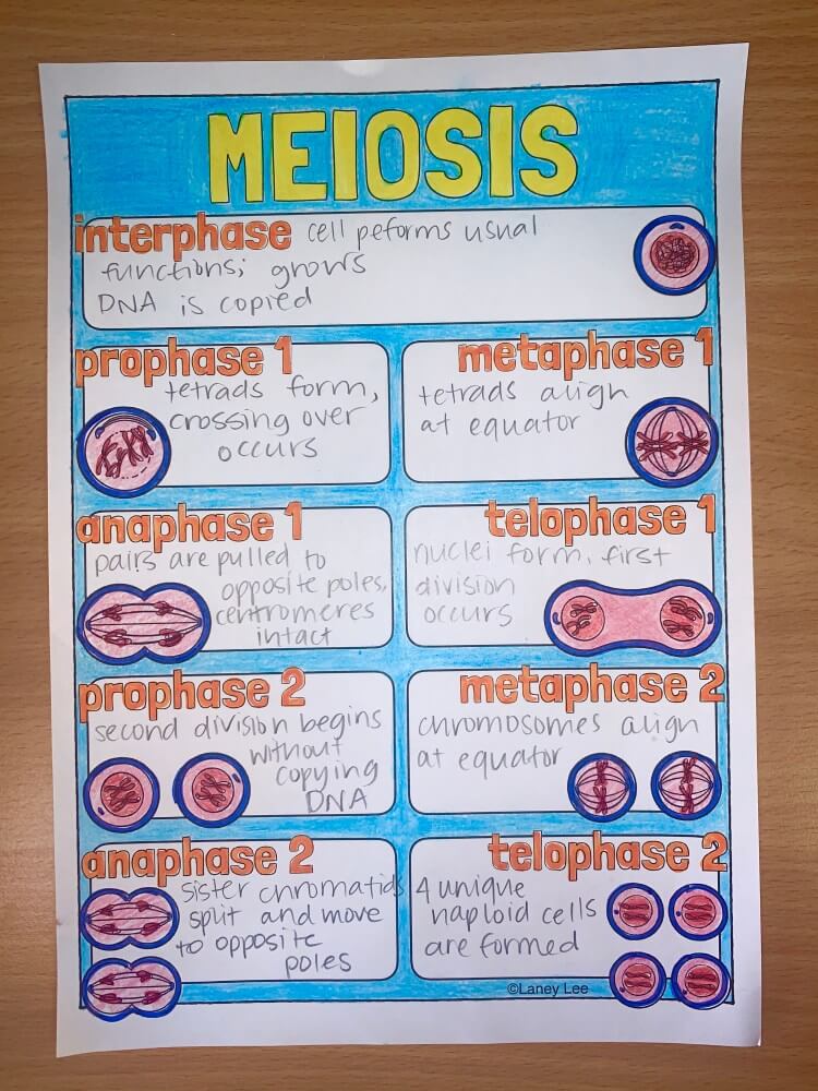 meiosis one pager science example