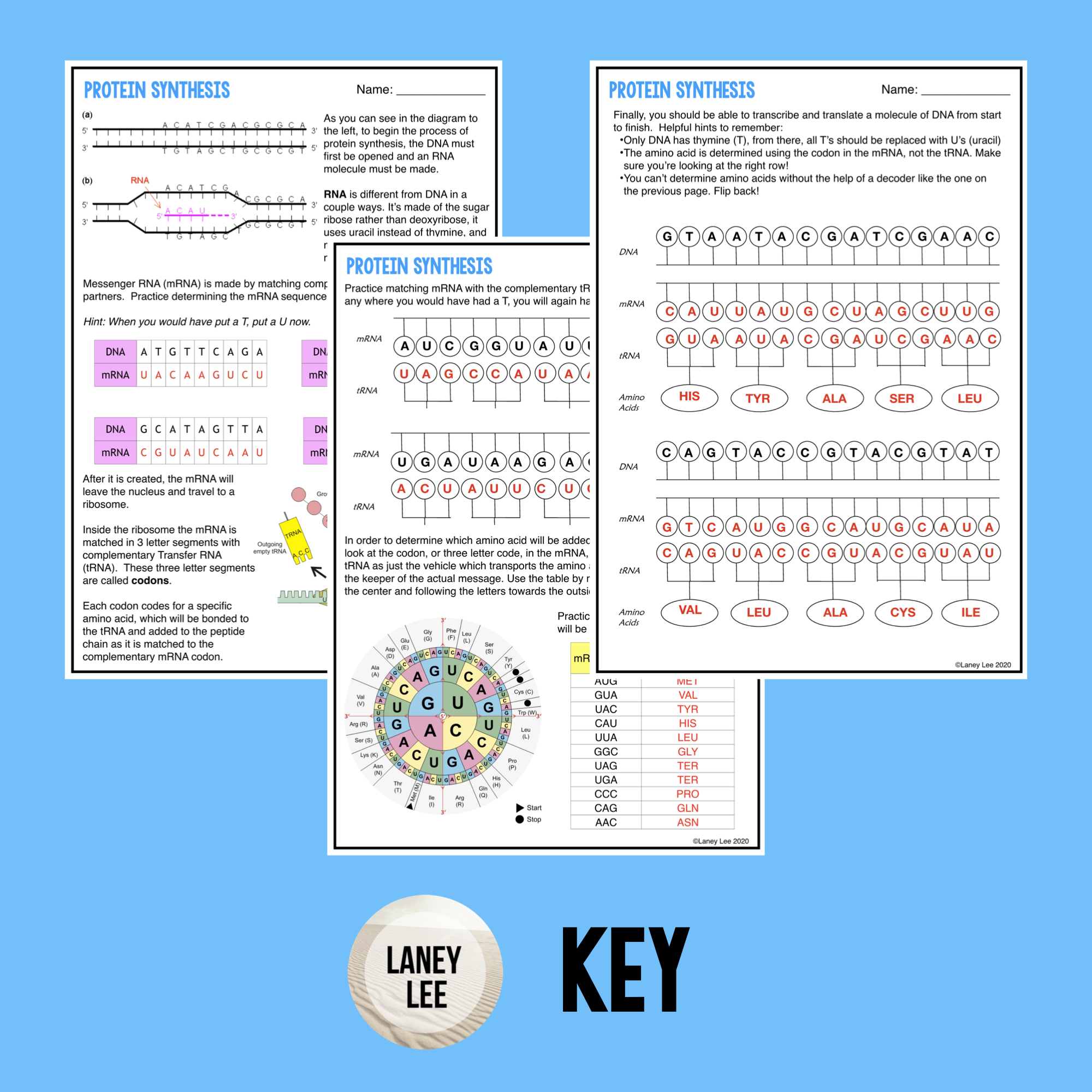 Protein Synthesis Guided Practice Worksheet - PDF & Digital Pertaining To Protein Synthesis Practice Worksheet