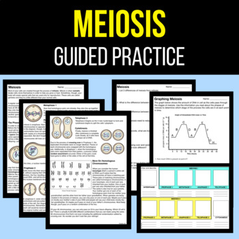 Meiosis - Guided Reading + Worksheet - PDF & Digital