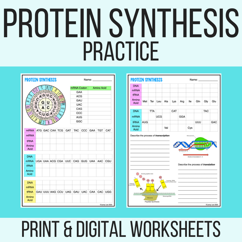 Protein Synthesis Worksheet Pdf Digital Transcription Translation