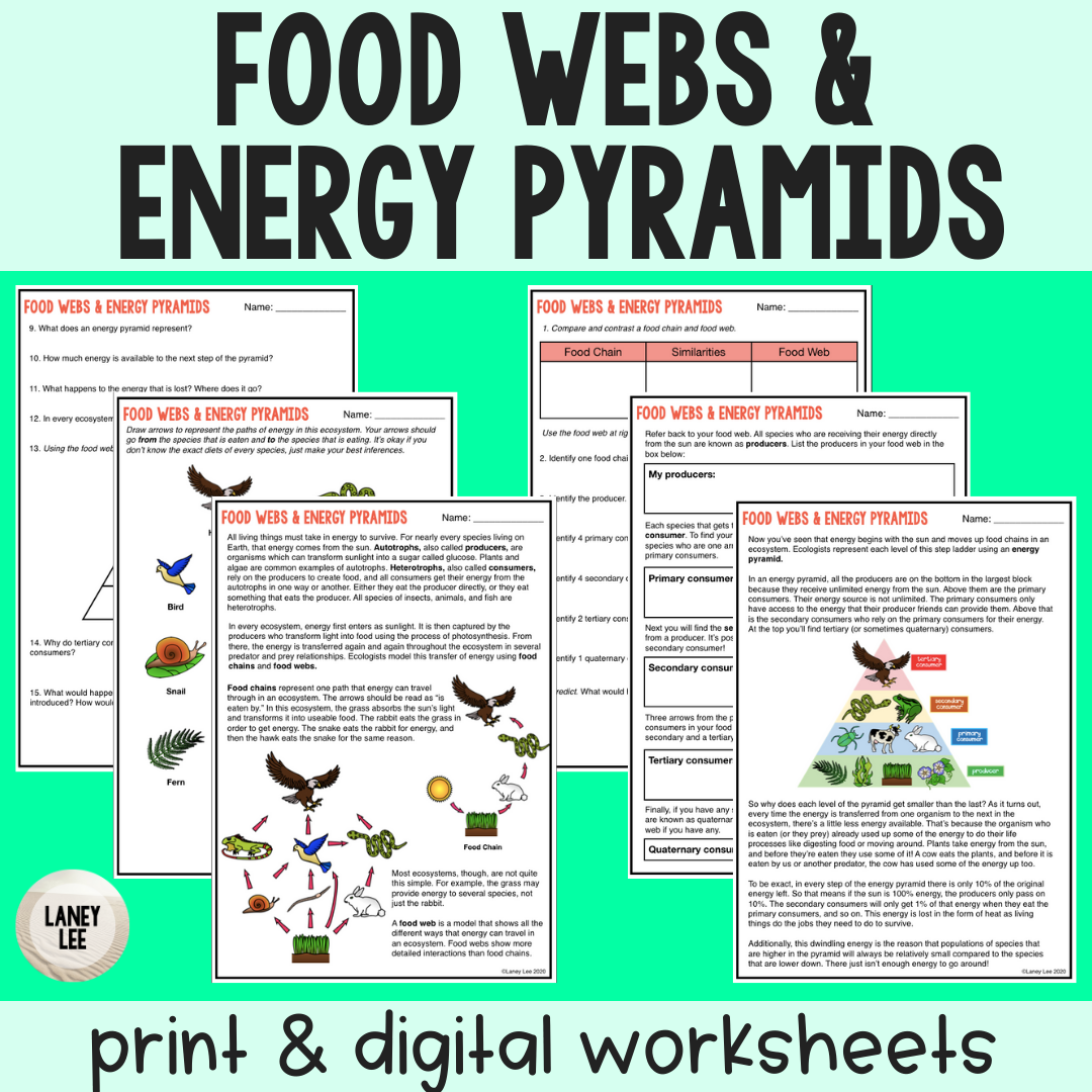 Food Chain, Food Webs, Energy Pyramids - Guided Reading Worksheet Regarding Food Web Worksheet Pdf