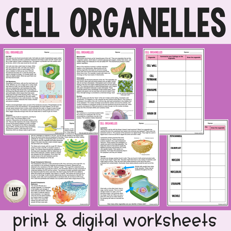 Cell Organelles Guided Reading