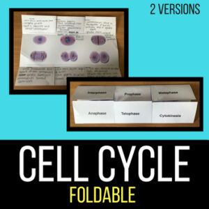 cell cycle mitosis foldable