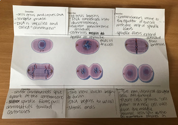 cell cycle mitosis foldable