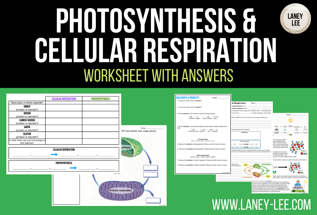 photosynthesis and cellular respiration worksheet answer key pdf