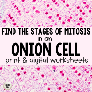 Onion Cell Mitosis Worksheet with Answers