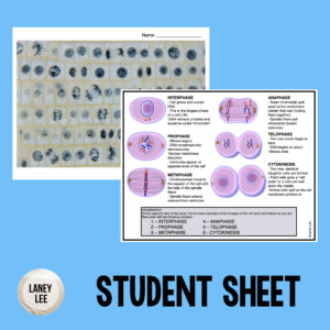Onion Cell Mitosis Worksheet with Answers