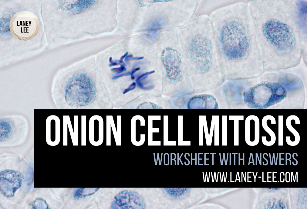 onion cell mitosis worksheet answers