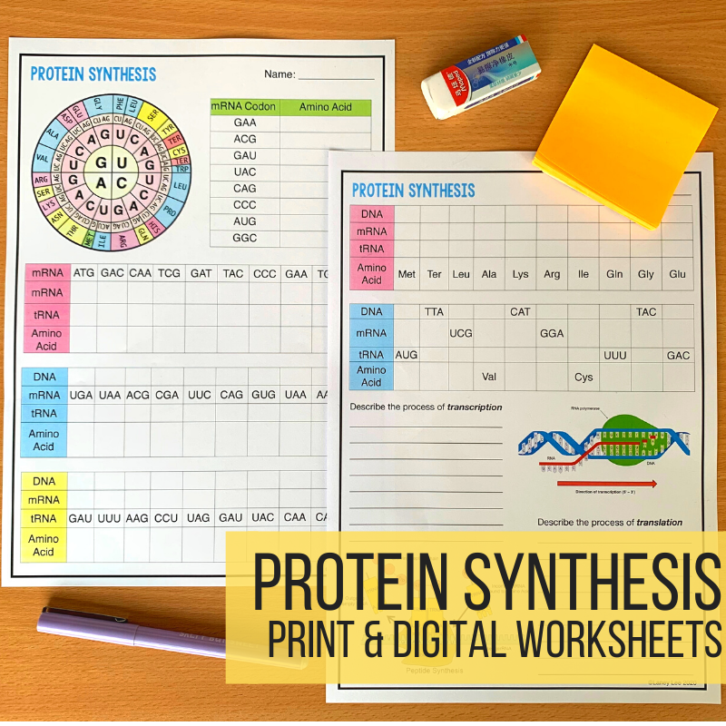 protein synthesis worksheet with answers pdf