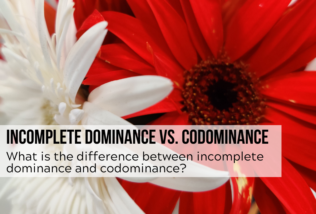 incomplete dominance vs codominance