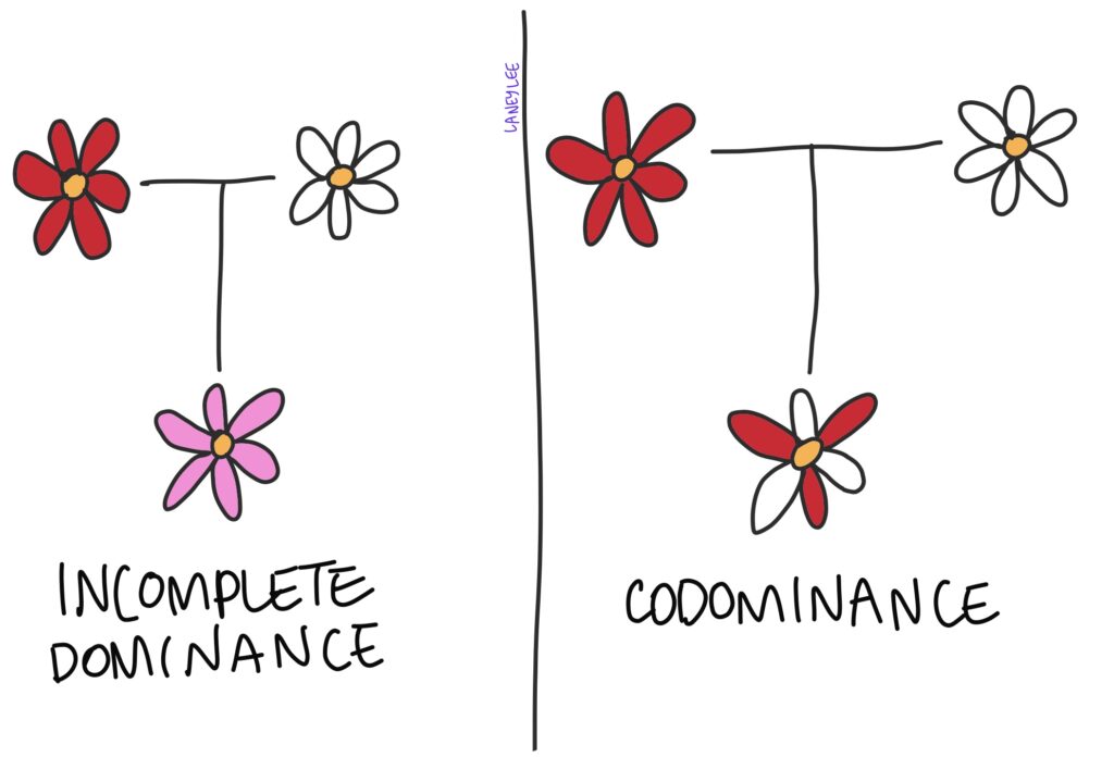 incomplete dominance vs codominance