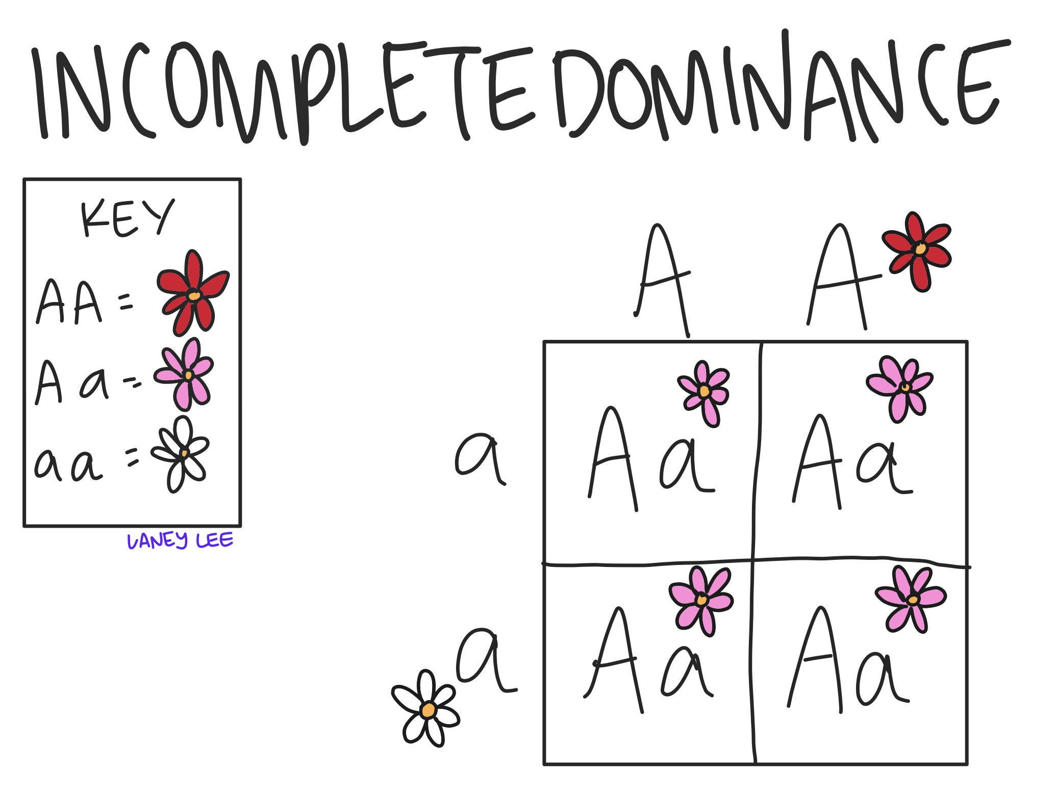incomplete dominance punnett square