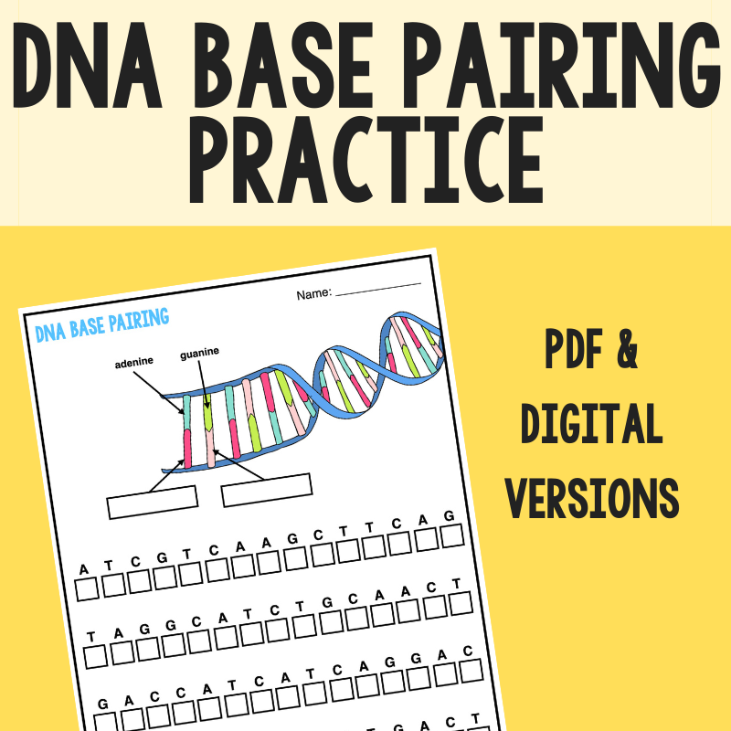 DNA base pairing worksheet