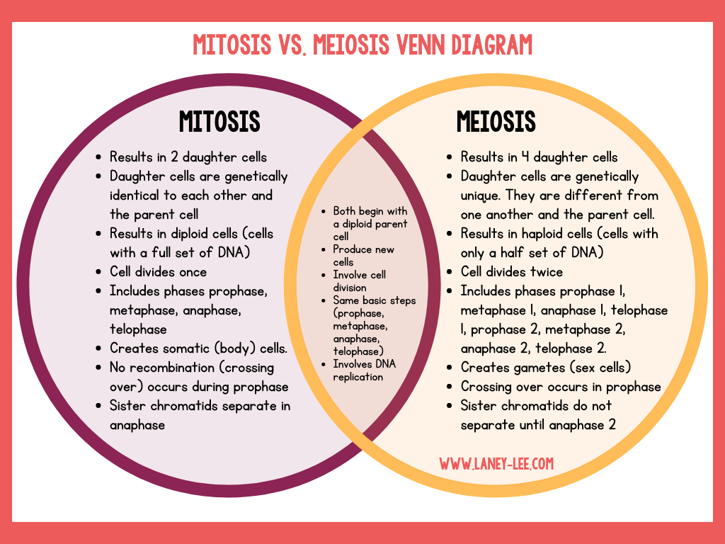 Comparing Mitosis And Meiosis Laney Lee