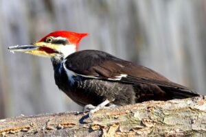 woodpecker bird beak adaptations