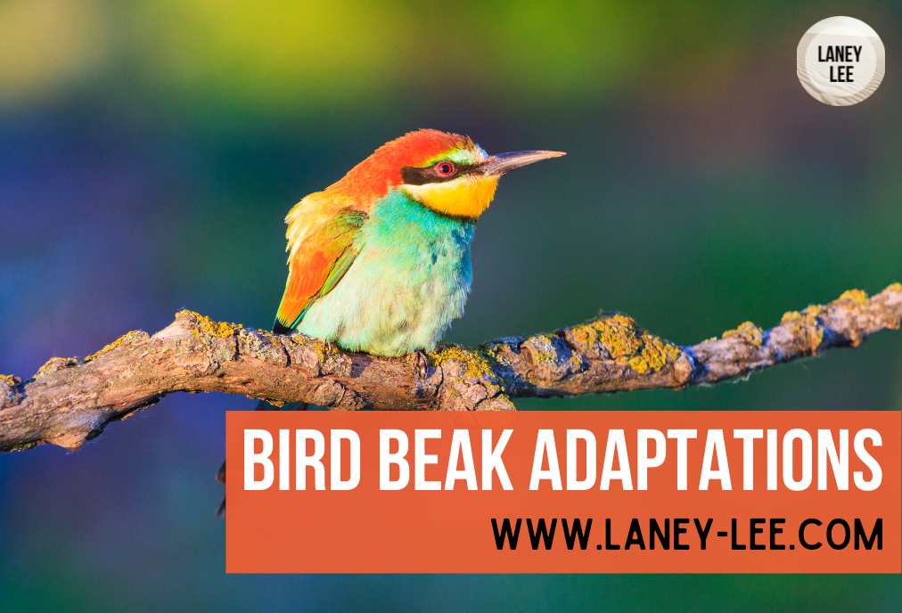 bird beak adaptations