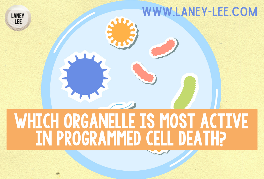 what organelle is most active in organized cell death?
