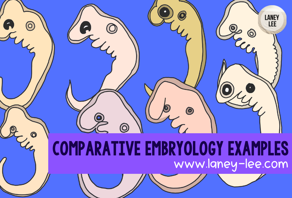 COMPARATIVE EMBRYOLOGY EXAMPLES