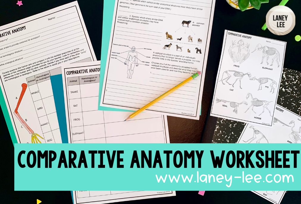 comparative anatomy worksheet pdf answers