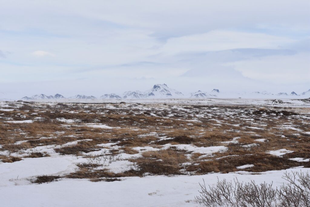 Image of tundra landscape. Snow and rocks cover the ground. These are both abiotic factors of the tundra. 