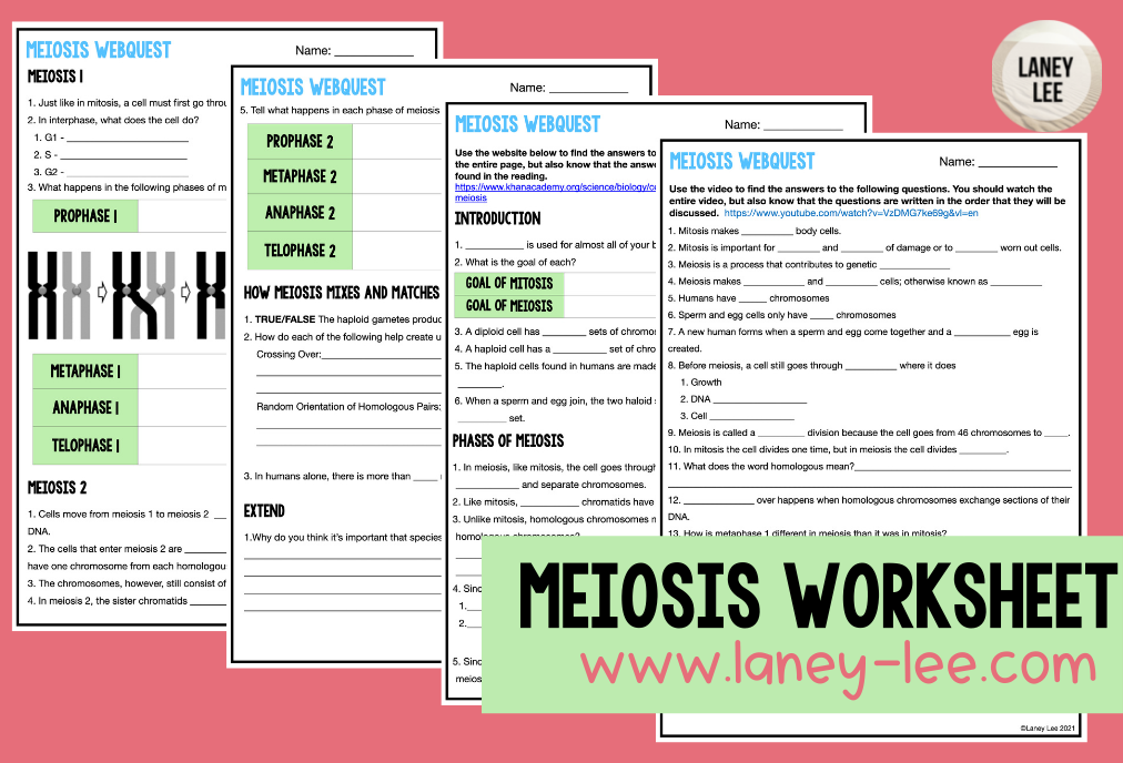 meiosis worksheet with answers pdf