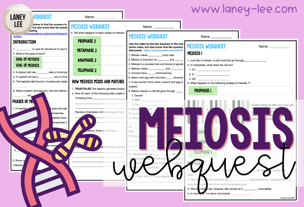 meiosis webquest