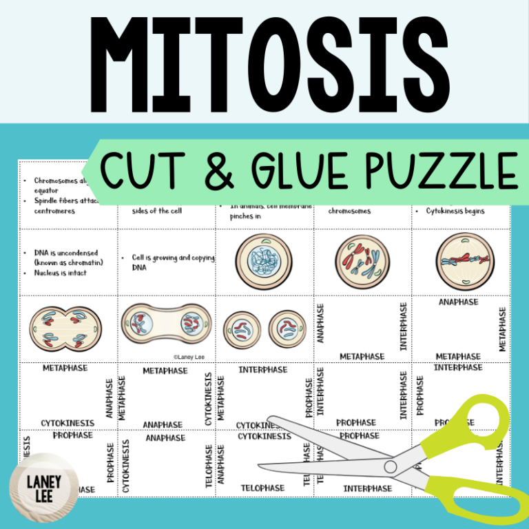 Mitosis Cut and Glue Puzzle Laney Lee