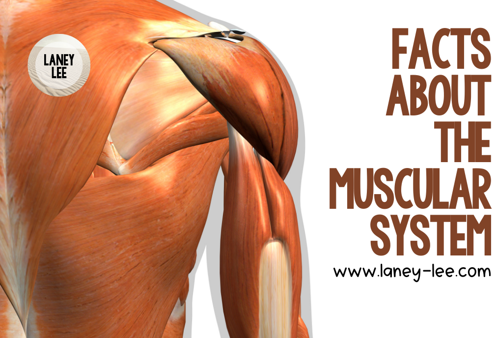 fun facts about the muscular system