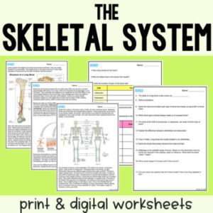 The Skeletal System Guided Reading