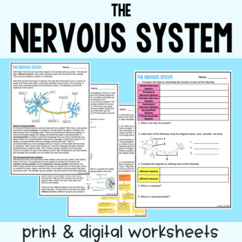 The Nervous System Guided Reading