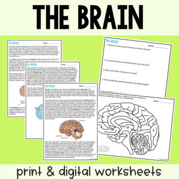 The brain guided reading