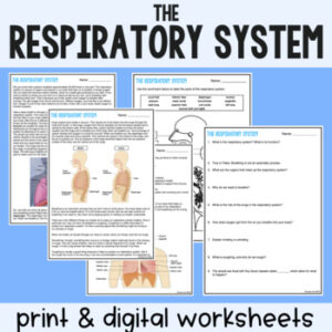 Respiratory System Guided Reading