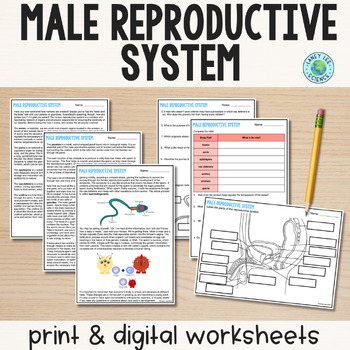 Male Reproductive System Guided Reading