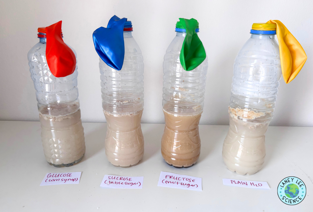 YEAST RESPIRATION LAB