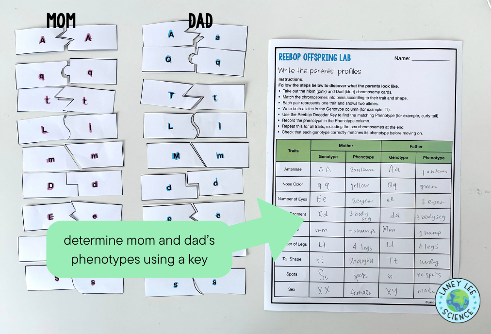 reebop offspring inheritance genetics lab