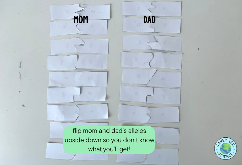 reebop offspring inheritance genetics lab