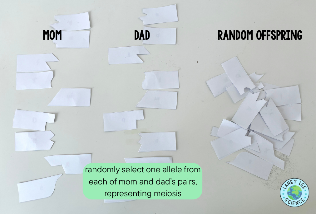 reebop offspring inheritance genetics lab