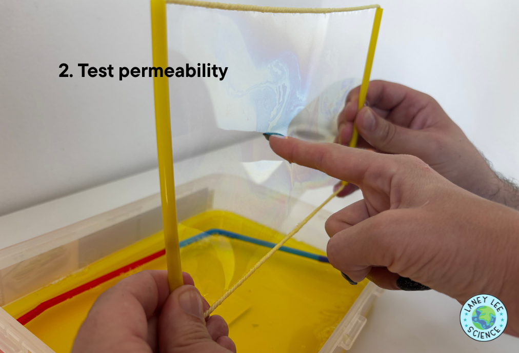 cell membrane bubble lab