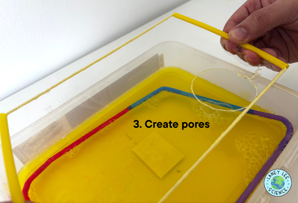 cell membrane bubble lab