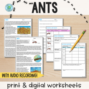 Ants Reading Comprehension Worksheets