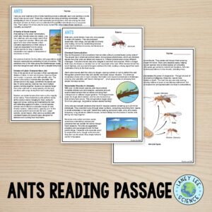 ants reading