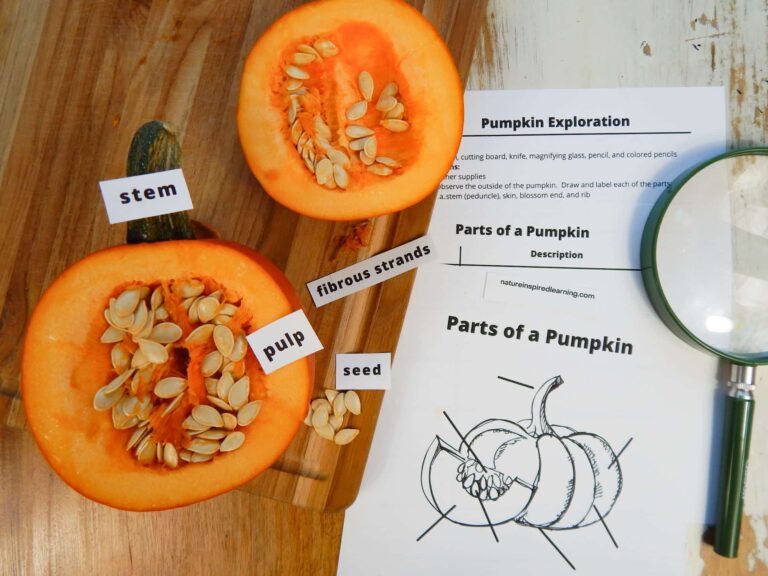 dissect a pumpkin halloween science