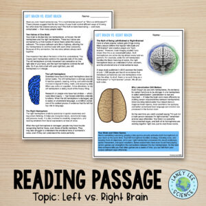 left brain right brain worksheets