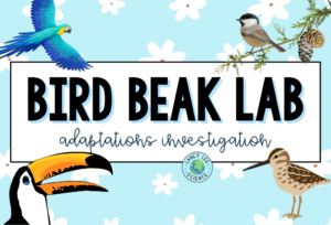 bird beak lab natural selection and adaptations