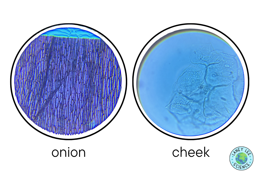 Onion & Cheek Cell Microscope Lab
