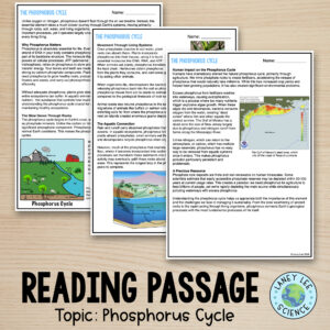 phosphorus cycle worksheets
