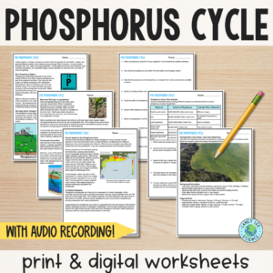 Phosphorus Cycle - Reading Comprehension Worksheets