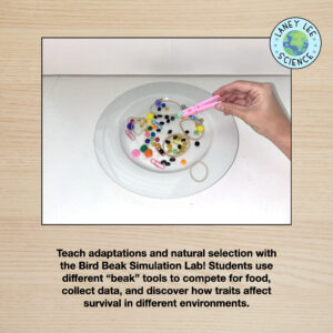 bird beak lab
